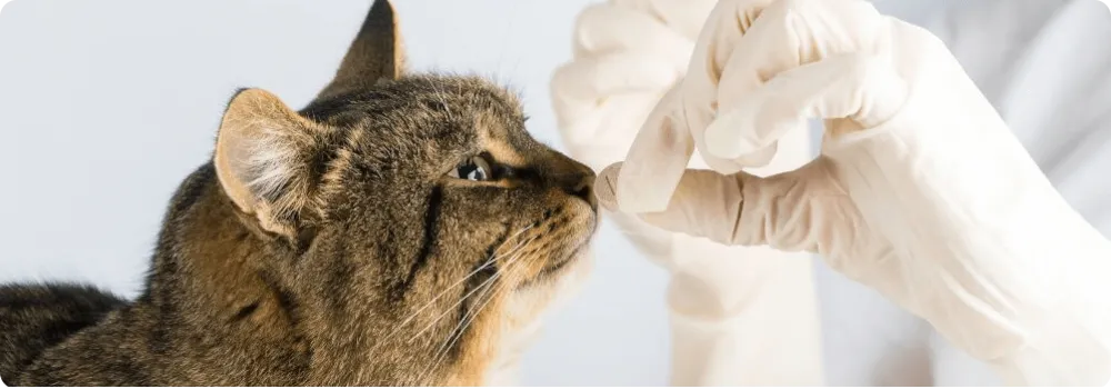 Deparazitare interna veterinara Valcea